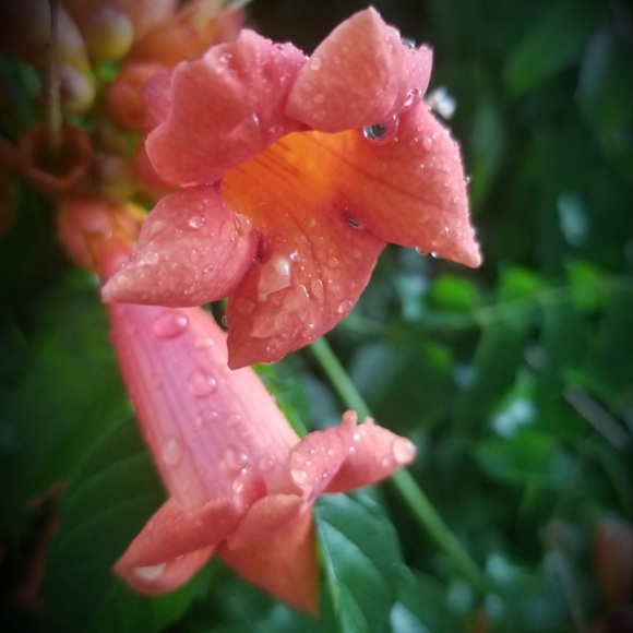 Meet your Posher, Rammy - Picture 6 of 8